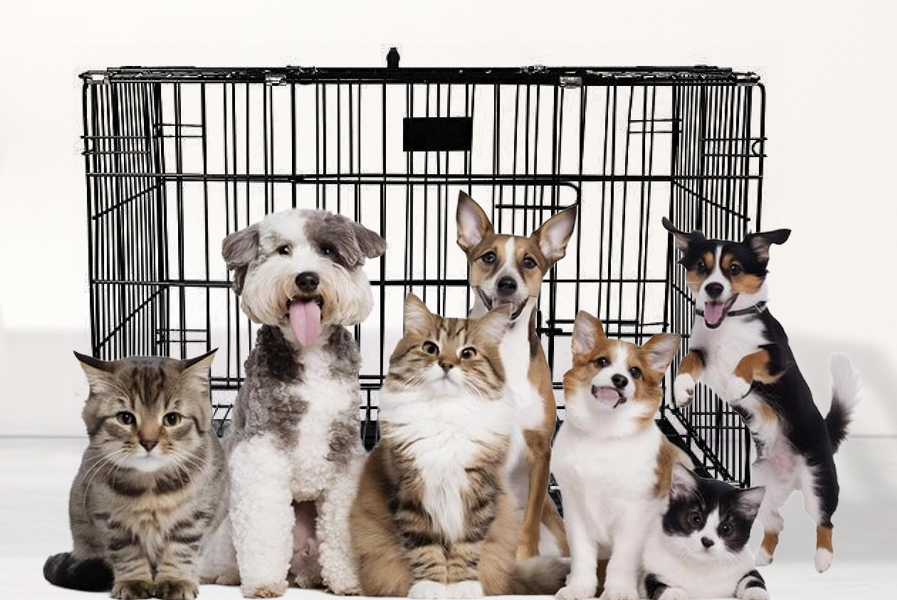Foldable Pet Cages in India: Best Travel Crates for Dogs & Cats