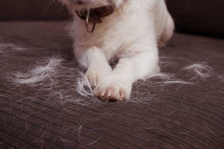 How to Control Dog Shedding at Home in India