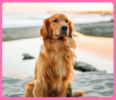 Chullbull Pet Products