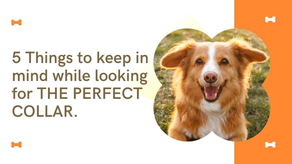 5 things to look for in a perfect dog collar