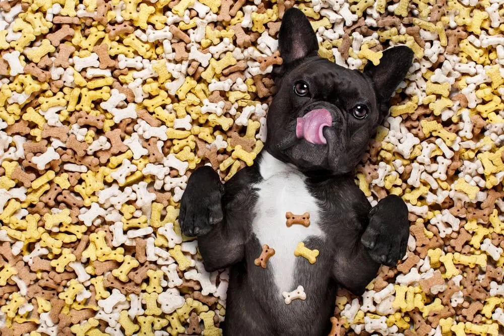How to Choose the Right Dog Treats in India | Chullbull Guide