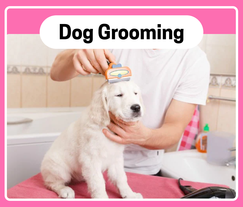 Chullbull Pet Products