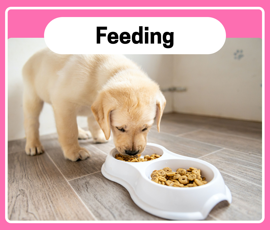 Chullbull Pet Products