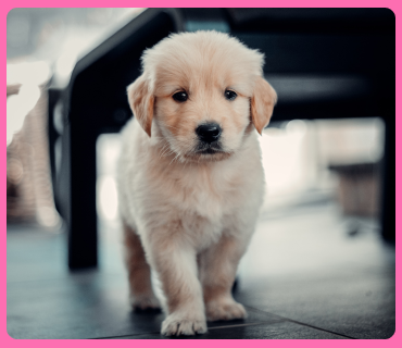 Chullbull Pet Products